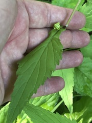 Campanula punctata