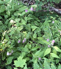 Campanula punctata