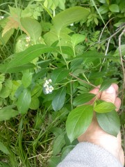 Aronia melanocarpa