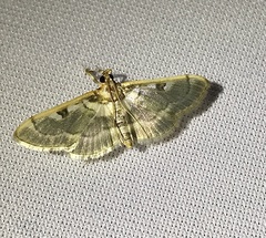 Apilocrocis pimalis