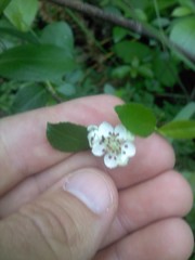 Aronia melanocarpa