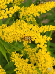 Typocerus octonotatus