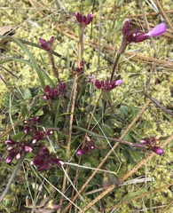 Arabis aculeolata