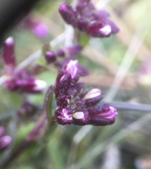 Arabis aculeolata