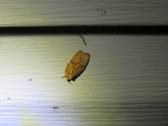 Agonopterix robiniella