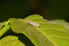 Scaphoideus festivus