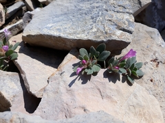 Collomia debilis debilis
