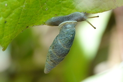Phaedusinae
