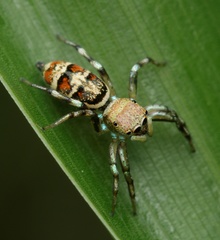 Cosmophasis baehrae