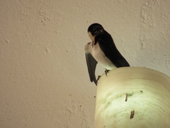 Hirundo aethiopica