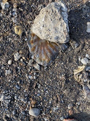 Chrysaora melanaster