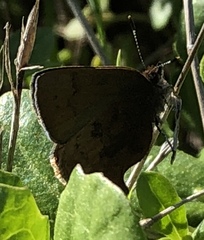 Callophrys augustinus iroides