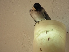 Hirundo aethiopica