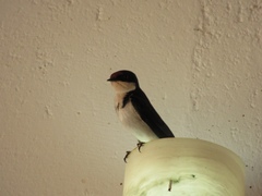 Hirundo aethiopica