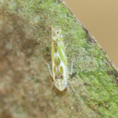 Alconeura unipuncta
