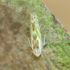 Alconeura unipuncta