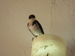 Hirundo aethiopica