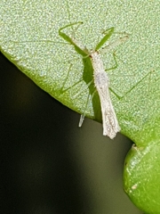 Reduviidae