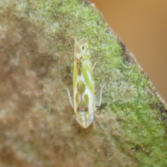Alconeura unipuncta