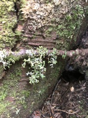 Tuckermanopsis subalpina