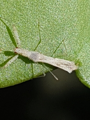 Reduviidae
