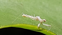 Reduviidae