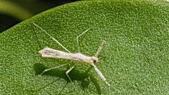 Reduviidae
