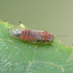Cacopsylla