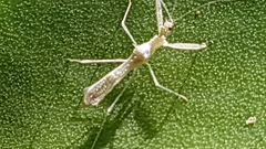Reduviidae