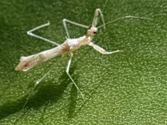 Reduviidae