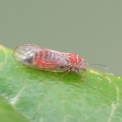 Cacopsylla