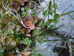Cardamine dolichostyla