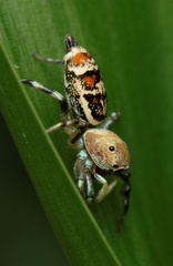 Cosmophasis baehrae