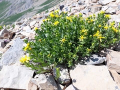 Senecio fremontii