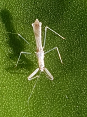 Reduviidae