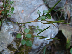 Cardamine dolichostyla