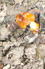 Harpegnathos venator
