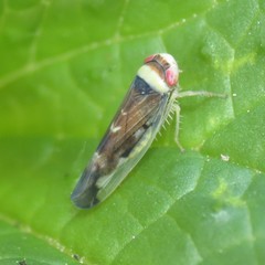 Colladonus montanus reductus