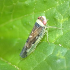 Colladonus montanus reductus