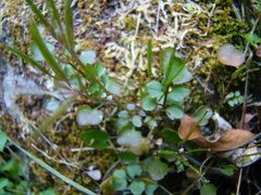 Cardamine dolichostyla