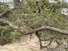 Ceanothus verrucosus