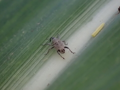 Geraeus penicillus