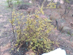 Berberis actinacantha