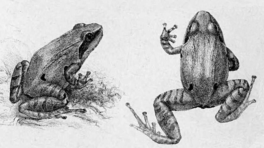 Malabar Indian Frog