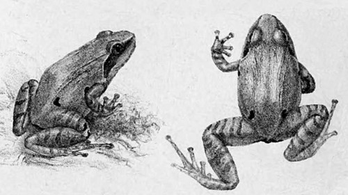Indirana diplosticta