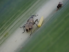 Geraeus penicillus
