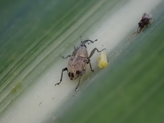 Geraeus penicillus