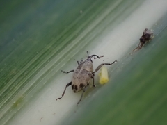 Geraeus penicillus