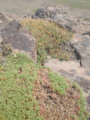 Penstemon davidsonii praeteritus