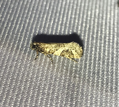 Acrolophus crescentella